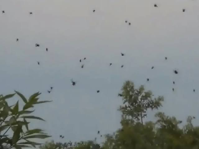 السماء تمطر عناكب في البرازيل