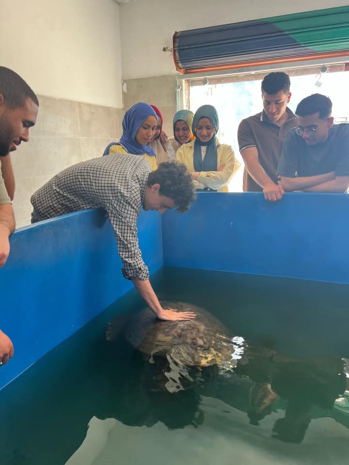 السلحفاة Dera