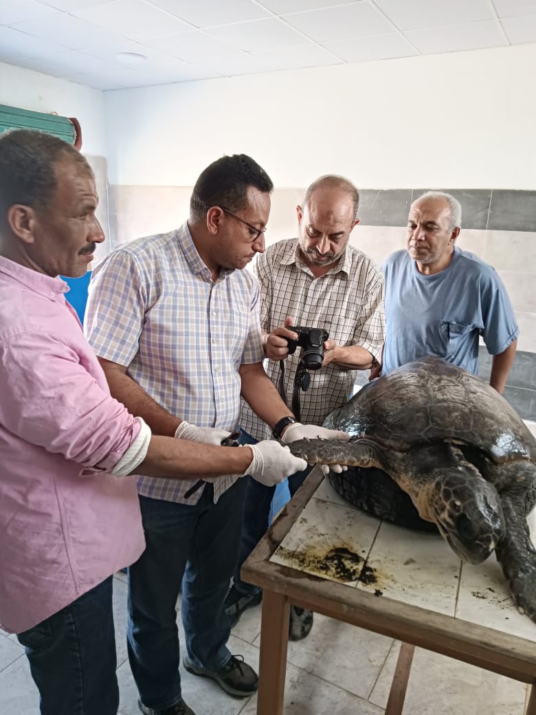 السلحفاة Dera