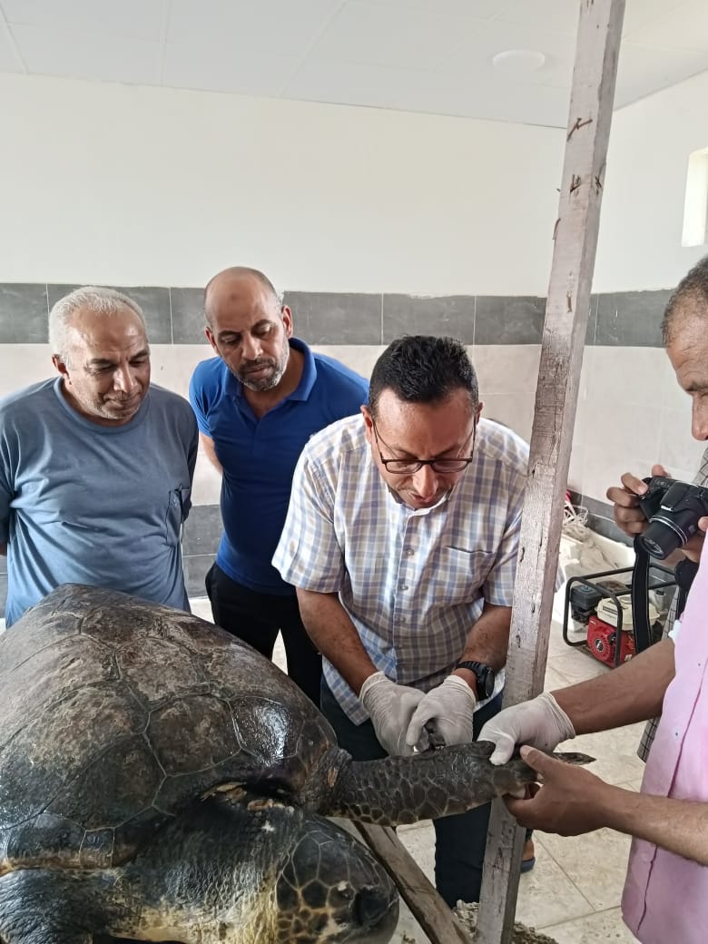 السلحفاة Dera