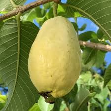 جوافة