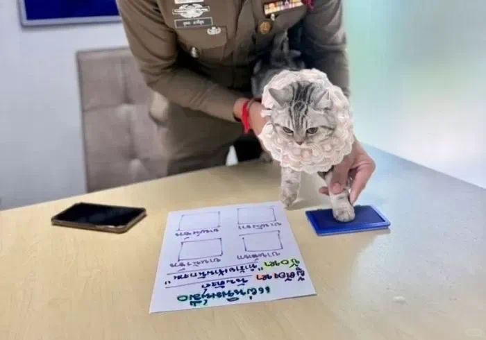 القبض على قطة