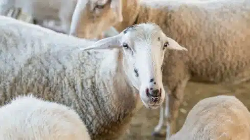 الجمع بين نية الأضحية ونية “الوكيرة”