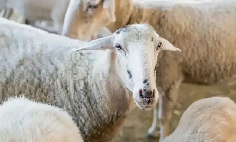 الأضحية