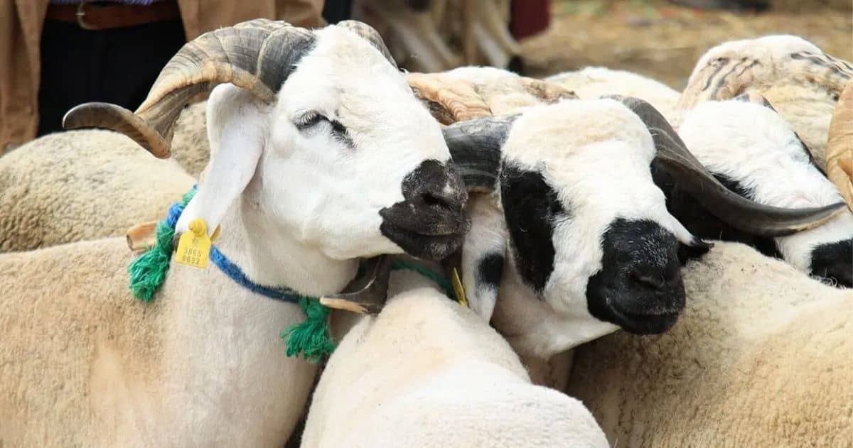 الأضحية