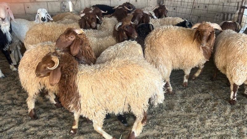 حكم الأضحية في عشر ذي الحجة