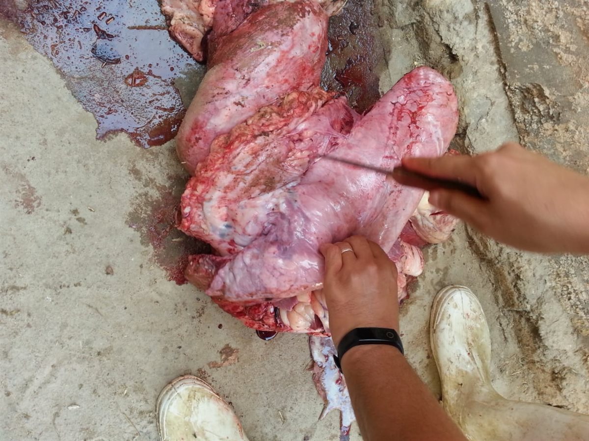 ضبط 810 كجم من اللحوم ومفروم الدجاج غير الصالحة للاستهلاك الآدمي