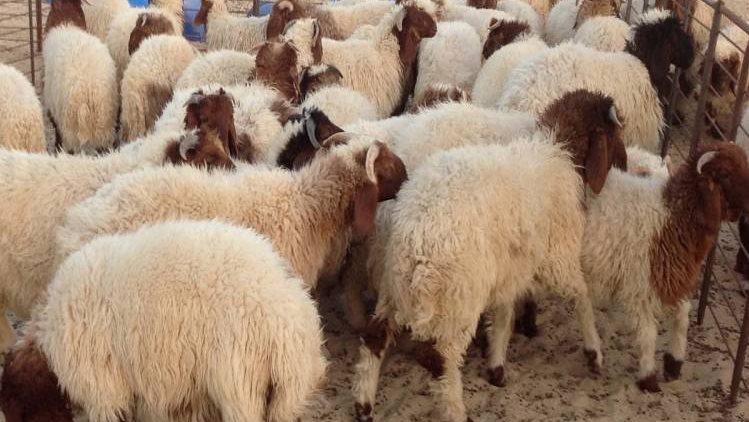 أسعار الأضاحي في العيد