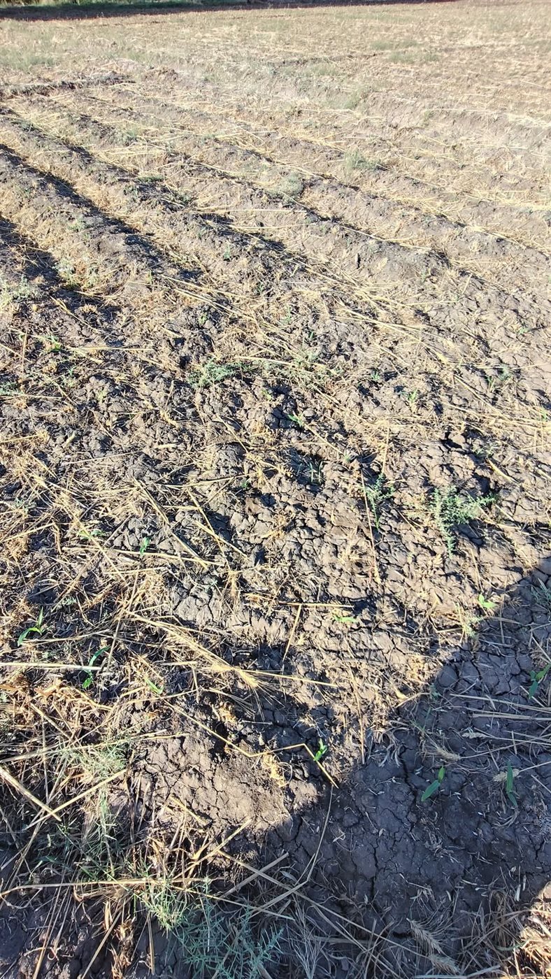 صورة من جفاف الاراضي في المنيا من قلة المياة