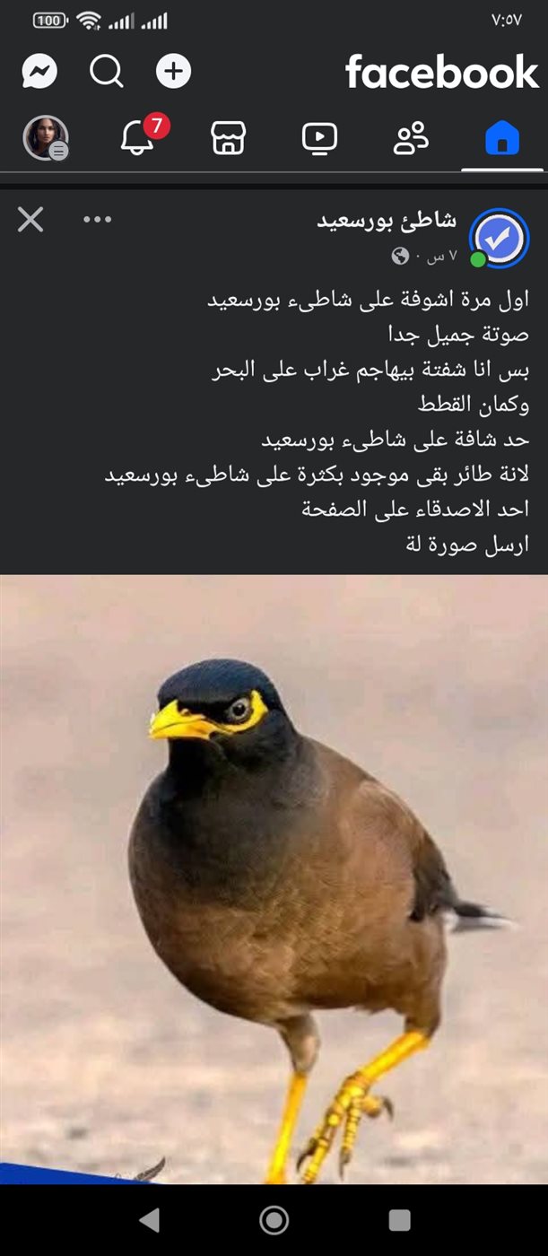 تساؤلات رواد الفيس بوك عن الطائر