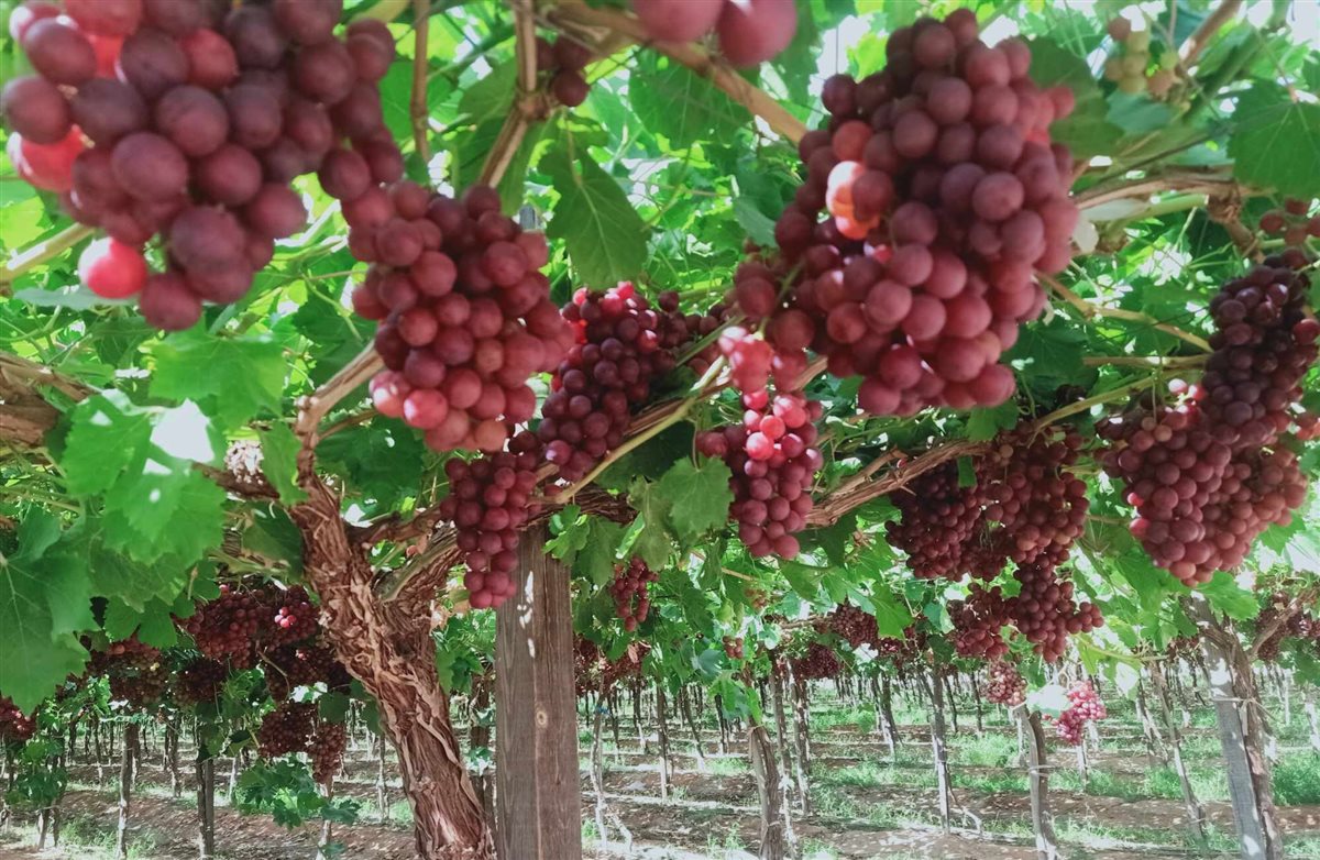 عنب