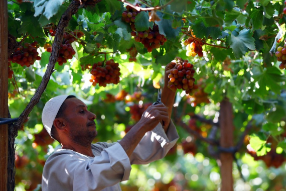 مزارع عنب