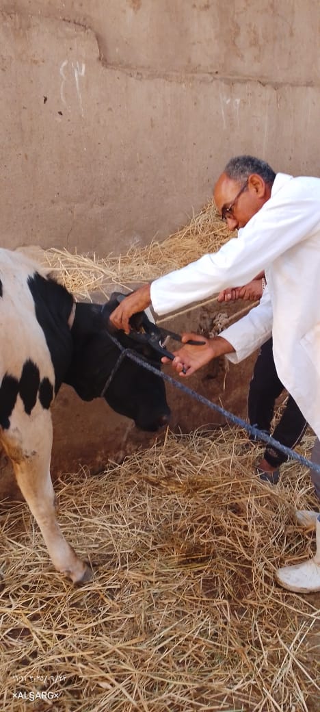 تحصين 39988 رأس ماشية ضد الحمى القلاعية والوادي المتصدع والجلد العقدي بالفيوم