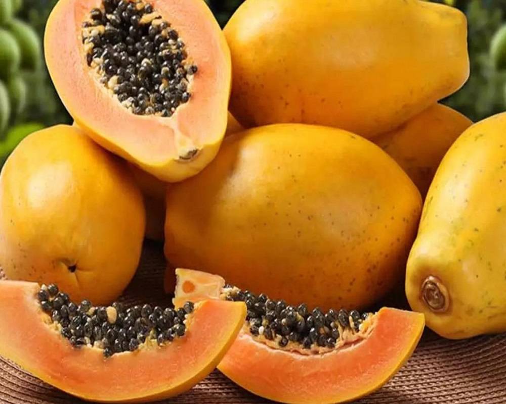 البابايا 