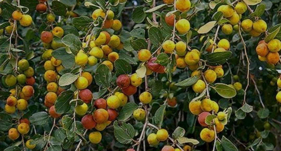 نبق