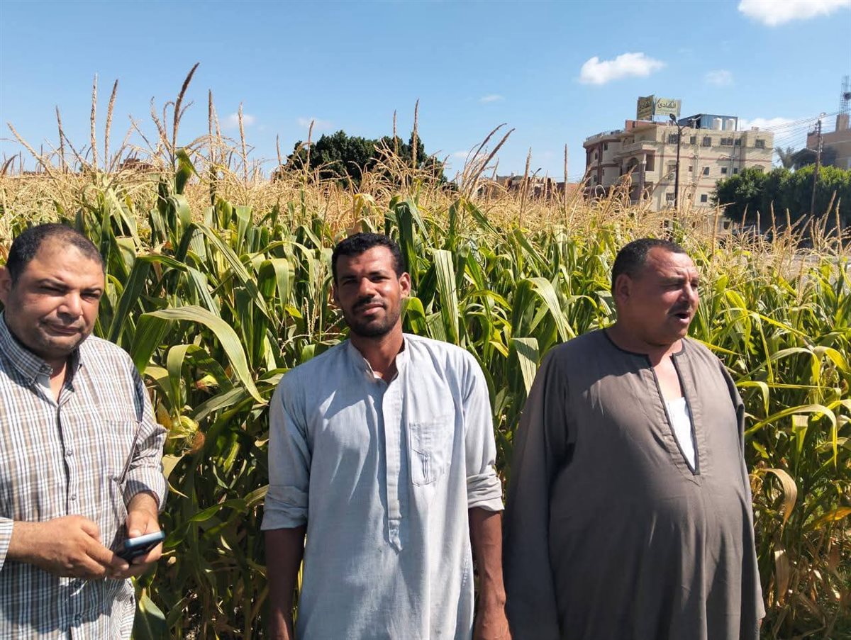 زراعة سنورس تنظم يوم حقل عن النهوض بمحصول الذرة الشامية بجمعية سنورس تانى <br> 