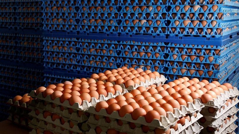 مشروع إنتاج البيض