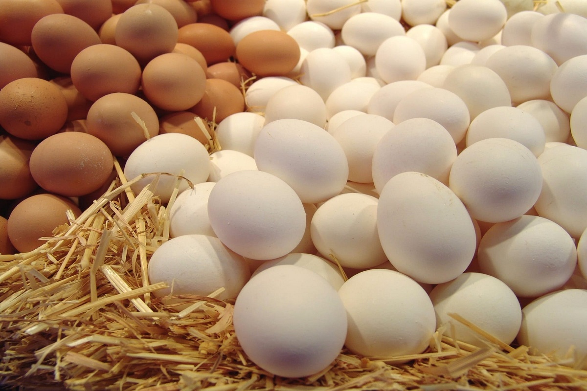 مشروع إنتاج البيض