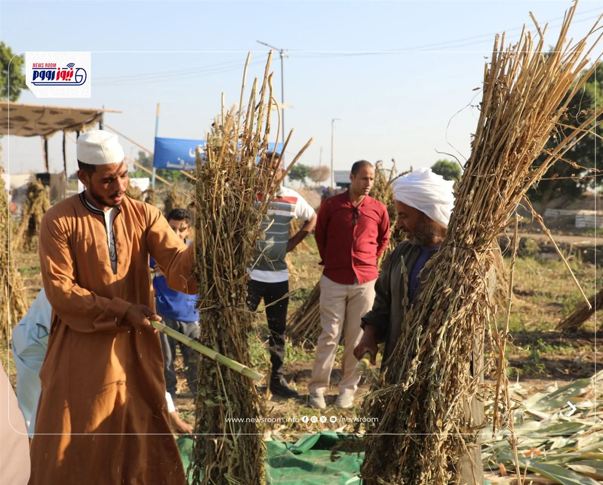 المحاصيل الصيفية بقرية الشعراوية بالمنيا