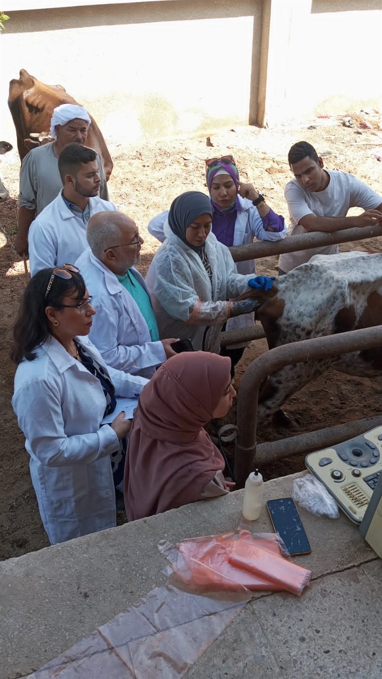 تحصين 25795 رأس ماشية ضد أمراض الحمى القلاعية والوادي المتصدع والجلد العقدي<br>