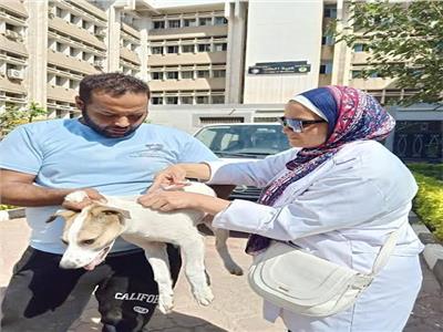 حملات تطعيم الكلاب