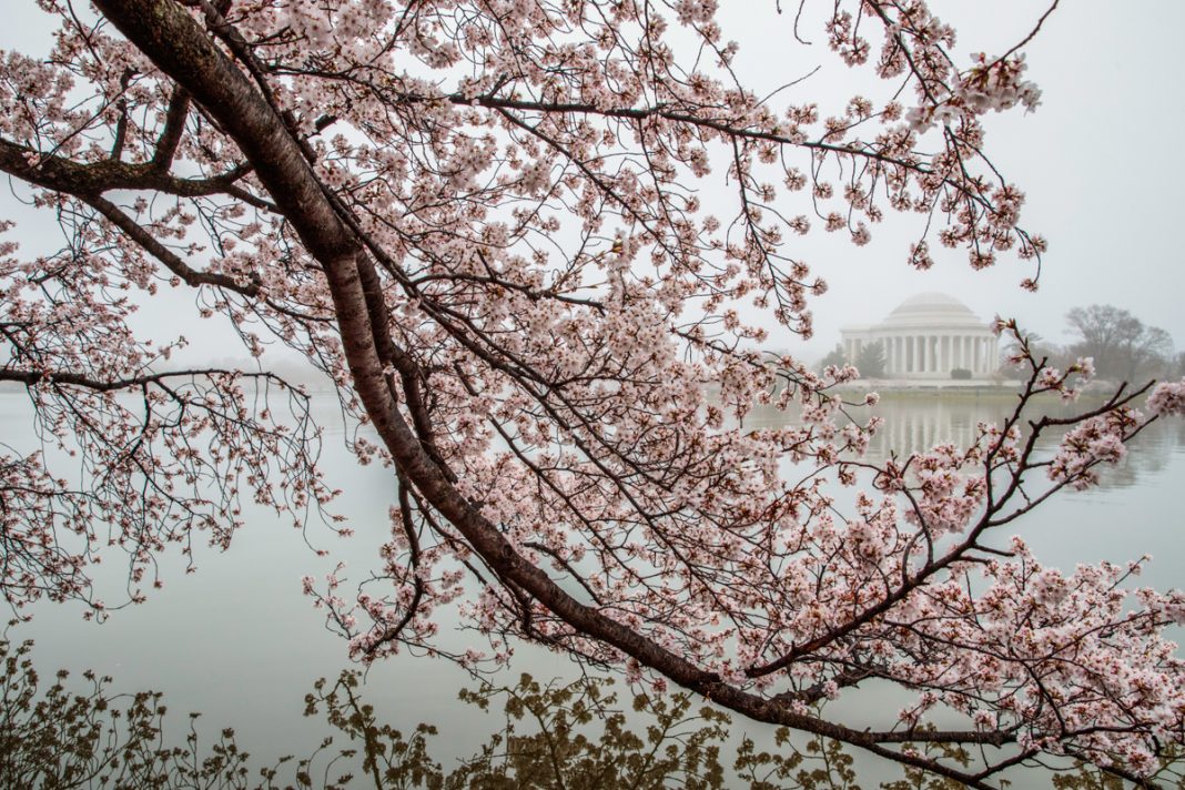 <strong>اليابان تهدي واشنطن 250 شجرة كرز </strong>