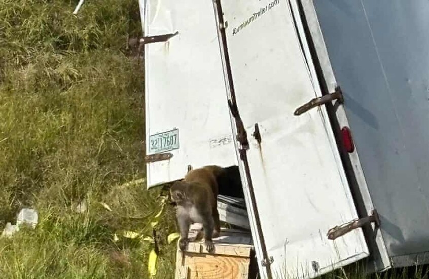 <strong>قرود</strong>