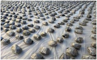 المواد المخدرة المضبوطة