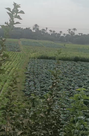 مفيش مطر في الفيوم.. اعرف تفاصيل حالة الطقس بعد توقعات الأرصاد بهطول أمطار غزيرة