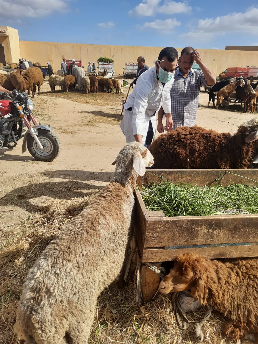 <strong>تحصين نحو 117 ألف رأس ماشية ضد حمى القلاعية في البحيرة</strong>