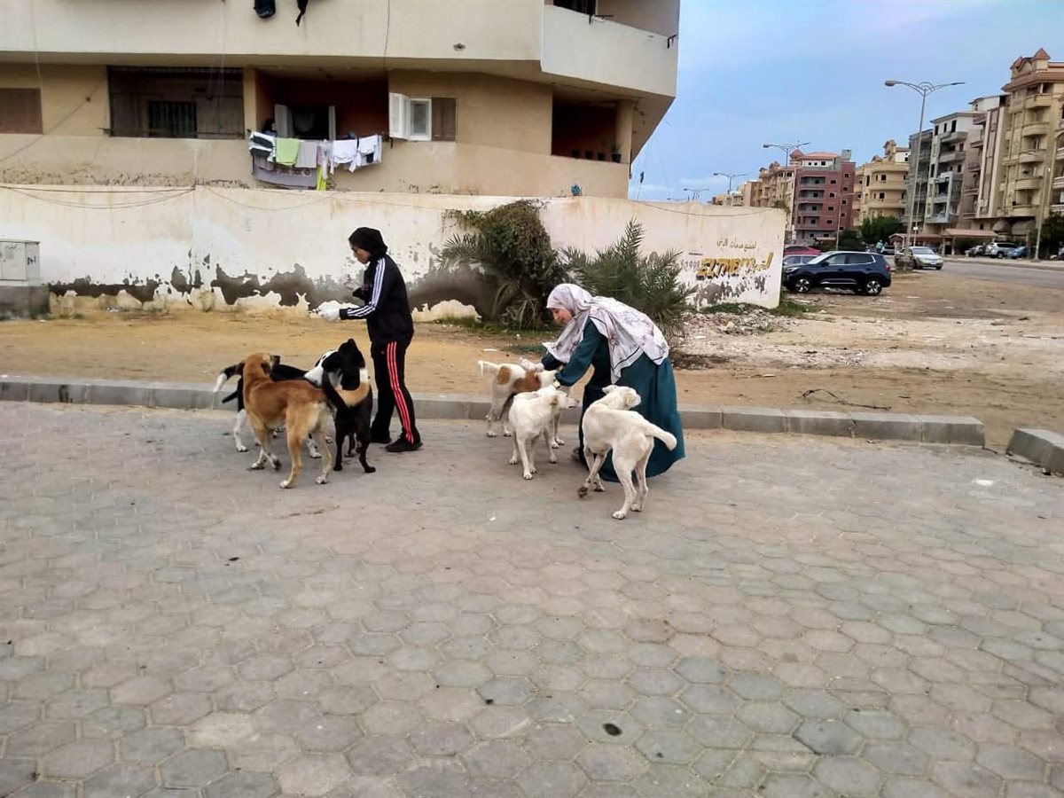 <strong>حملة ميدانية لتحصين الكلاب ضد مرض السعار</strong>