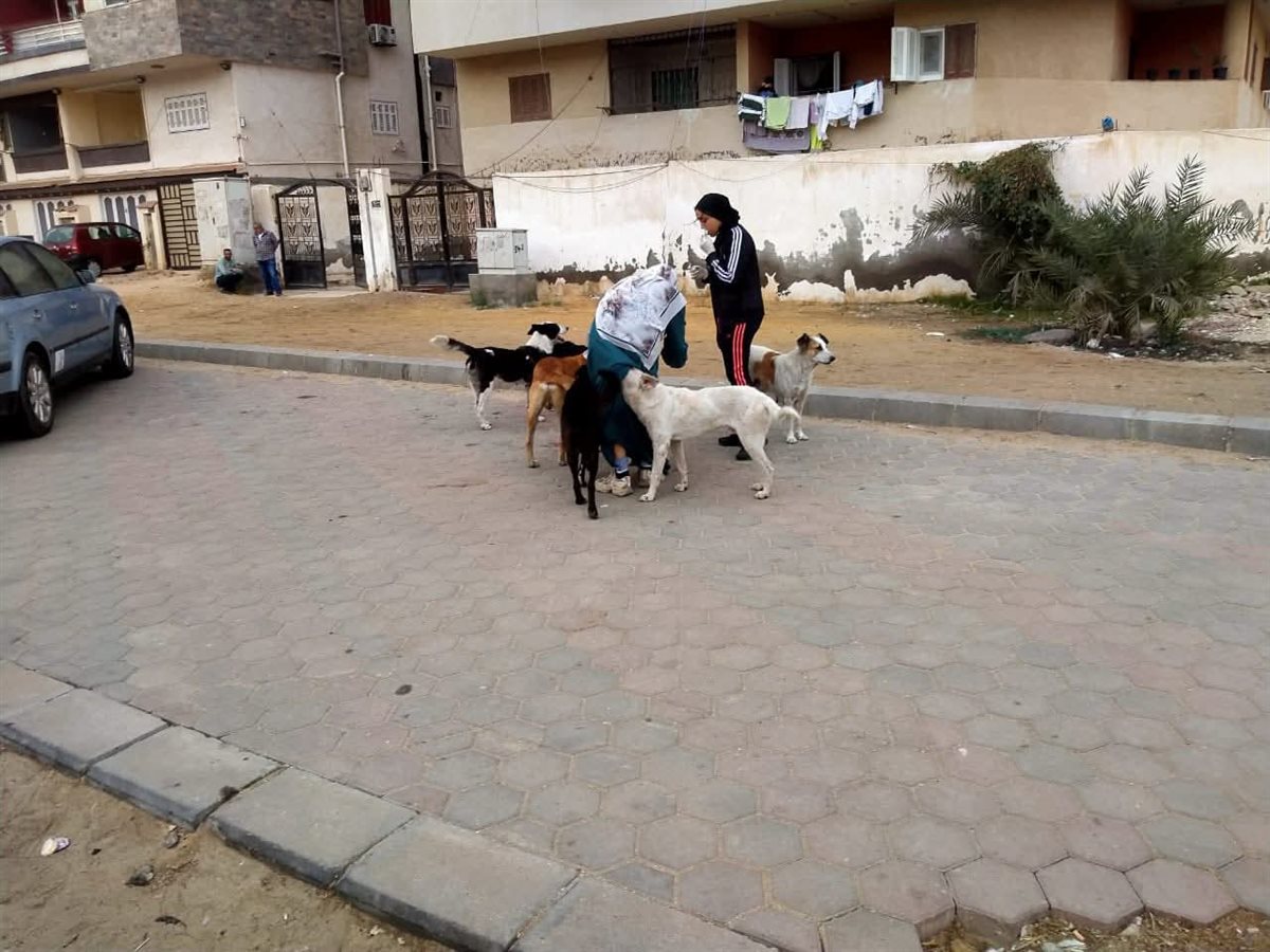 <strong>حملة ميدانية لتحصين الكلاب ضد مرض السعار</strong>