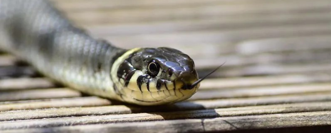 <strong>انتشار الثعابين في طبريا</strong>