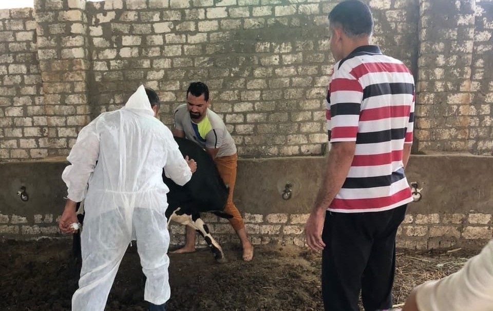 تحصين ١٨٤٠ رأس ماشية ضد مرضي الحمى القلاعية وحمى الوادي المتصدع بالفيوم 