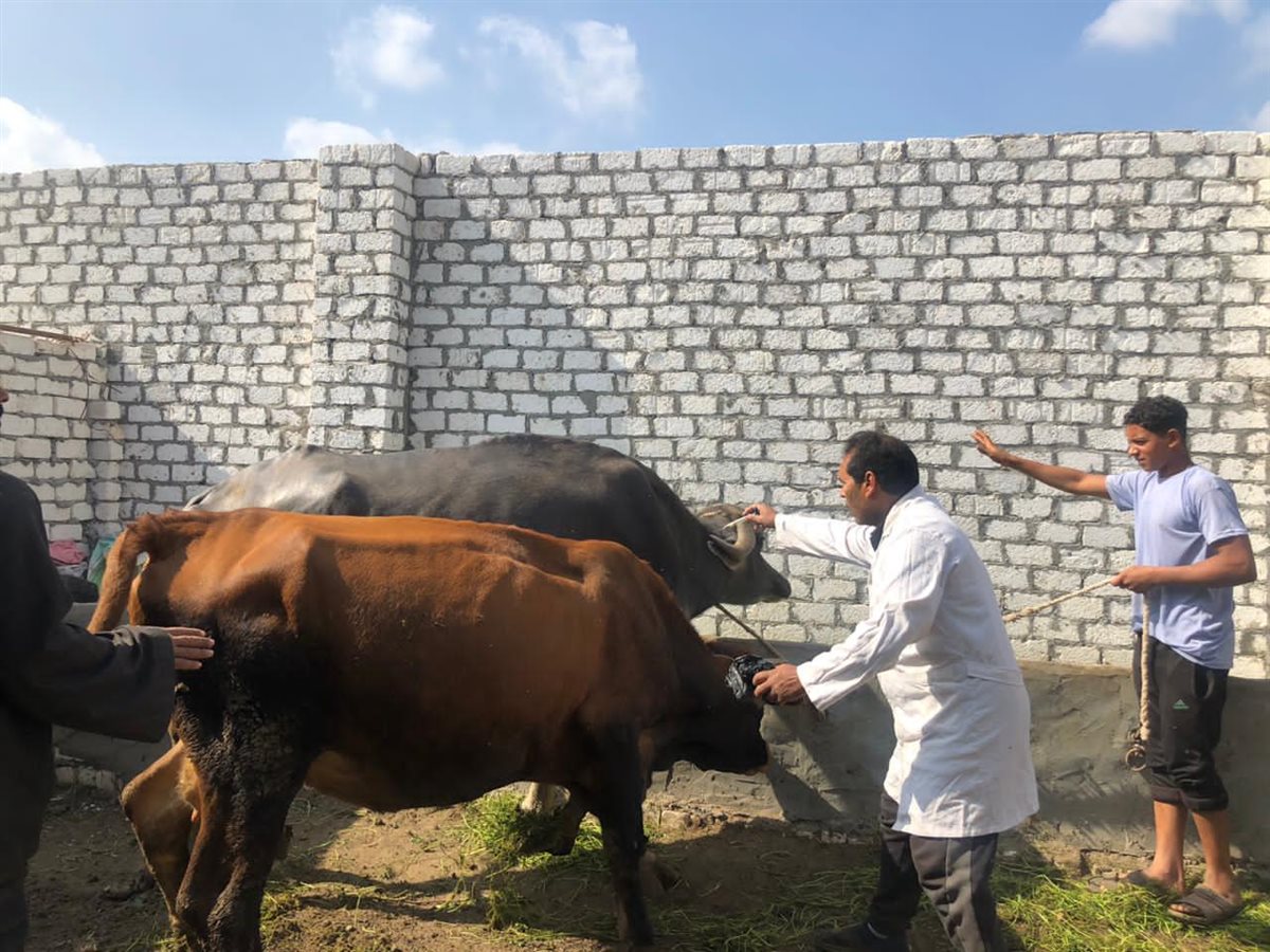 تحصين ١٨٤٠ رأس ماشية ضد مرضي الحمى القلاعية وحمى الوادي المتصدع بالفيوم 