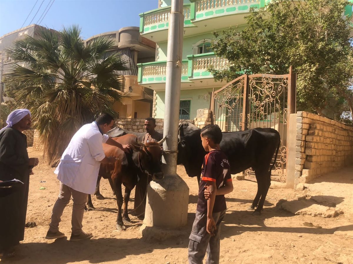 تحصين ١٨٤٠ رأس ماشية ضد مرضي الحمى القلاعية وحمى الوادي المتصدع بالفيوم 