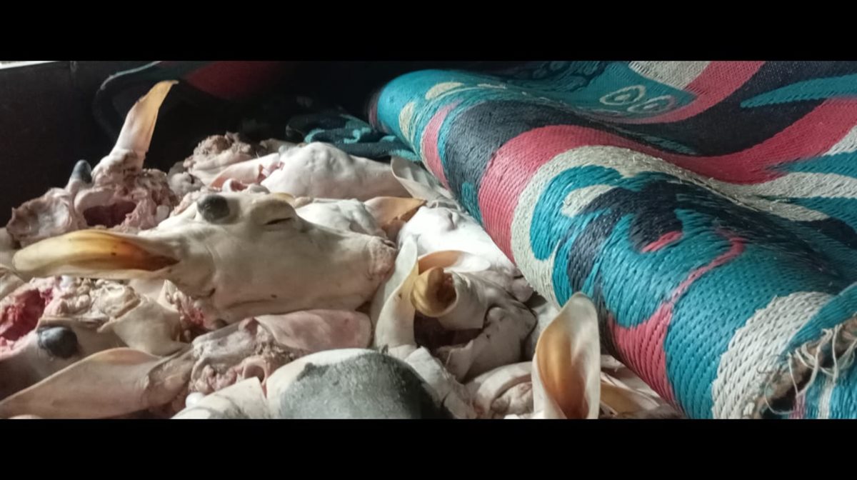 ضبط 132 رأس ماشية رؤوس ماشيه بتلو محظور ذبحها بالفيوم 