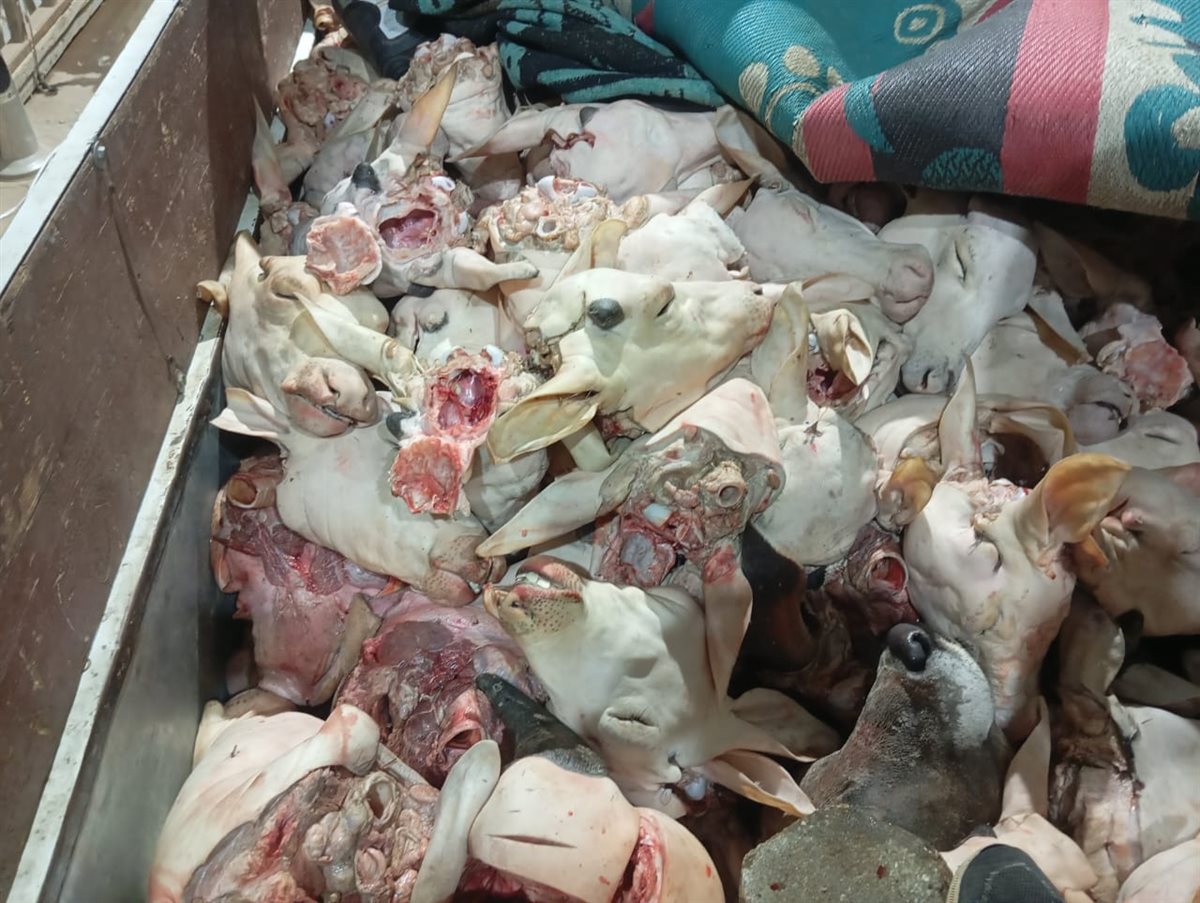 ضبط 132 رأس ماشية رؤوس ماشيه بتلو محظور ذبحها بالفيوم 