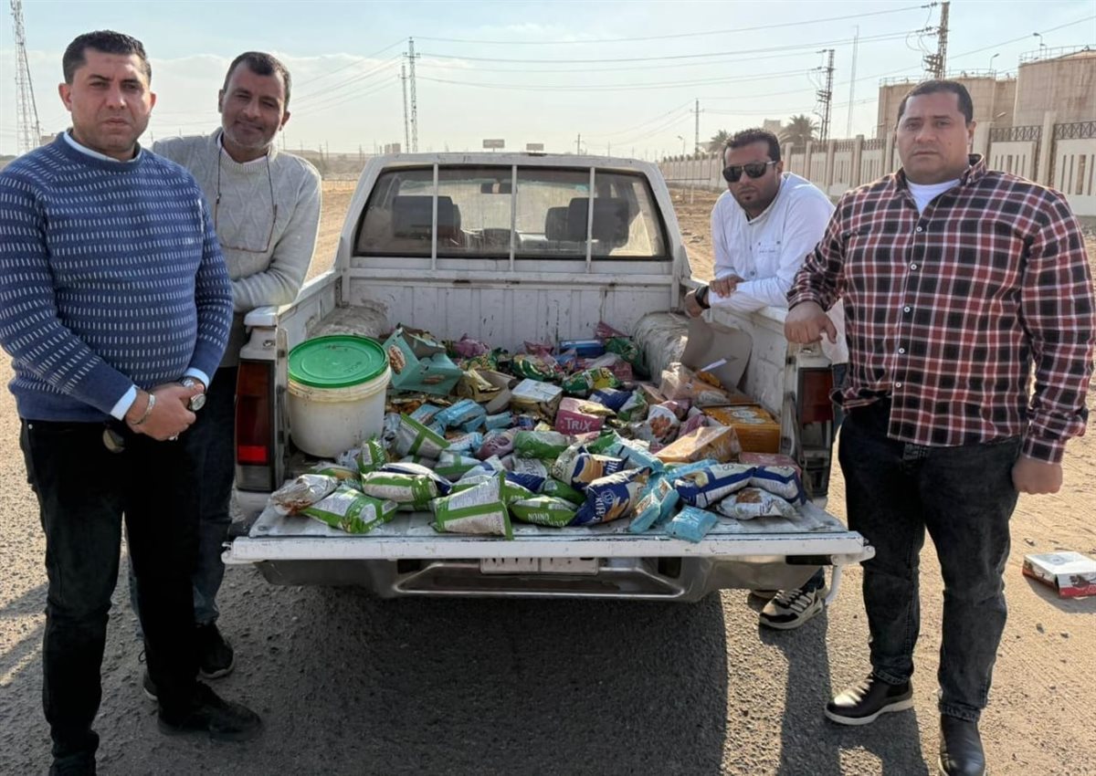 ضبط 132 رأس ماشية رؤوس ماشيه بتلو محظور ذبحها بالفيوم 