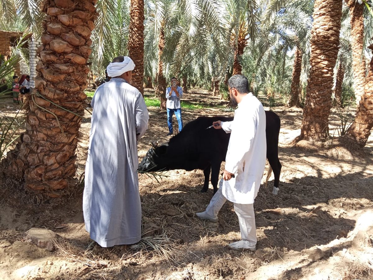 جانب من الحملة القومية 