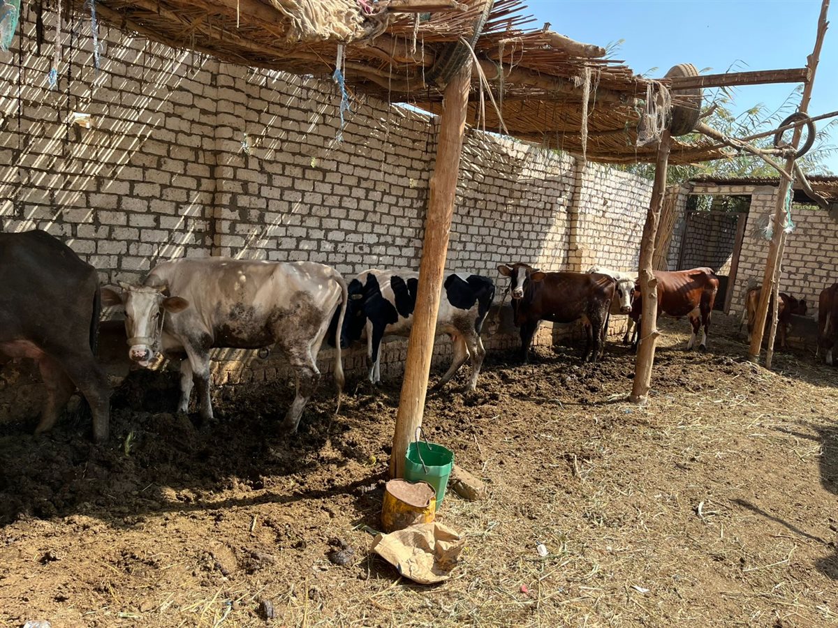 إدارة الإنتاج الحيواني بزراعة الفيوم تواصل أعمال المعاينات والتراخيص بمراكز المحافظة