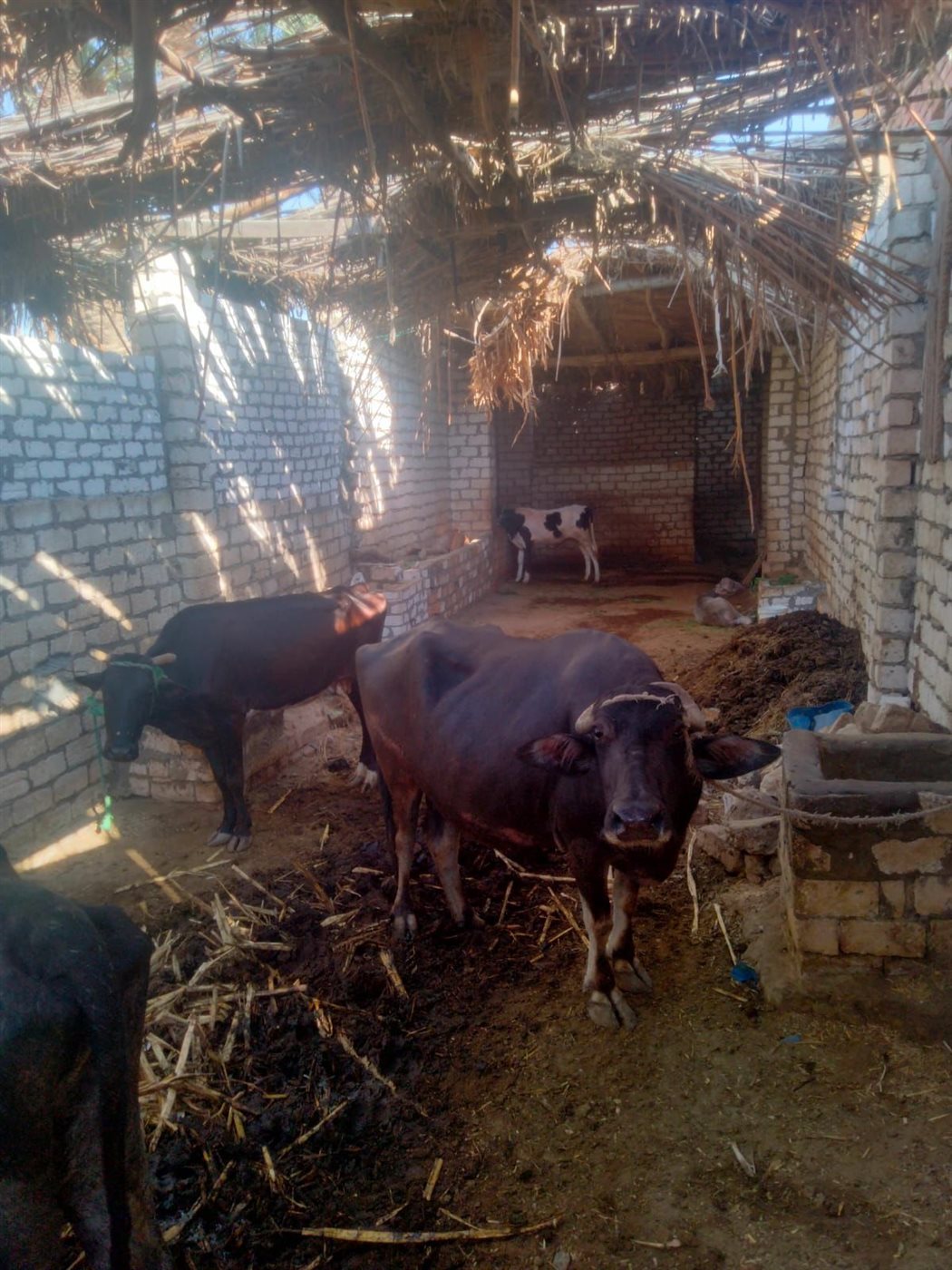 إدارة الإنتاج الحيواني بزراعة الفيوم تواصل أعمال المعاينات والتراخيص بمراكز المحافظة