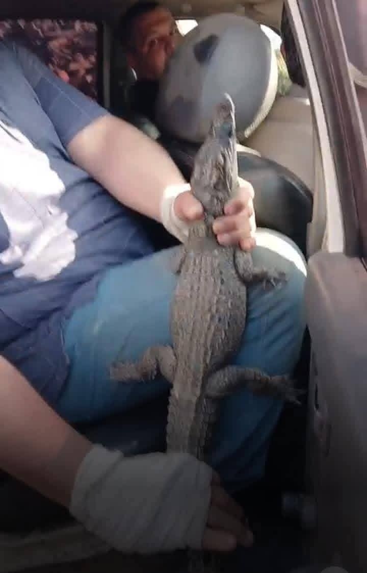 <strong>القصة الكاملة لاصطياد تمساح الزوامل</strong>