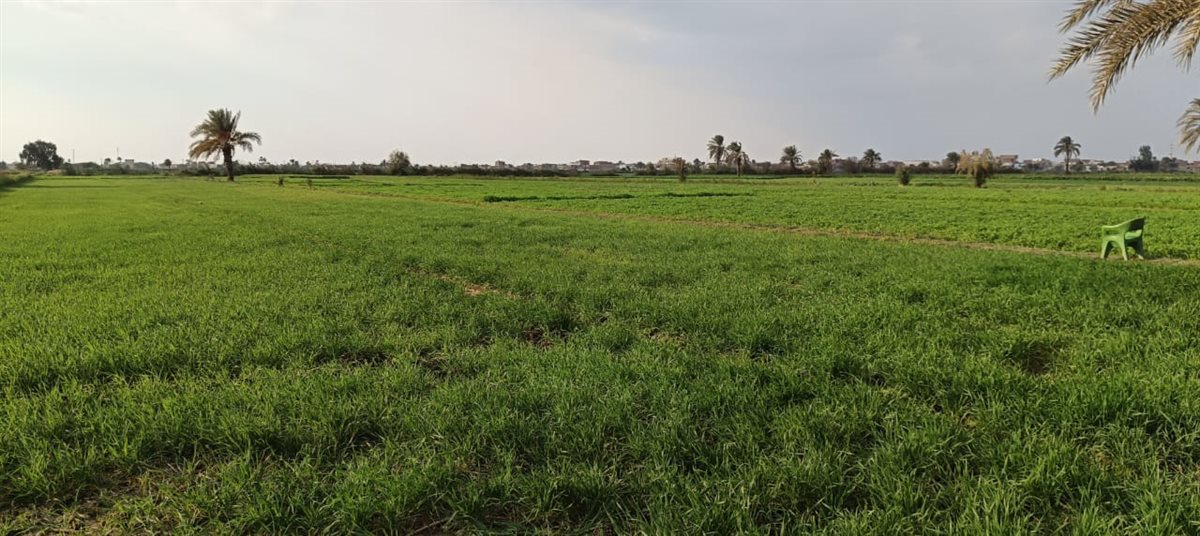 أهالي عزبة حفيظة هانم بالفيوم يستغيثون بوزير الأوقاف بعد زيادة إيجار الأرض من 13 ألفًا إلى 32 ألفًا