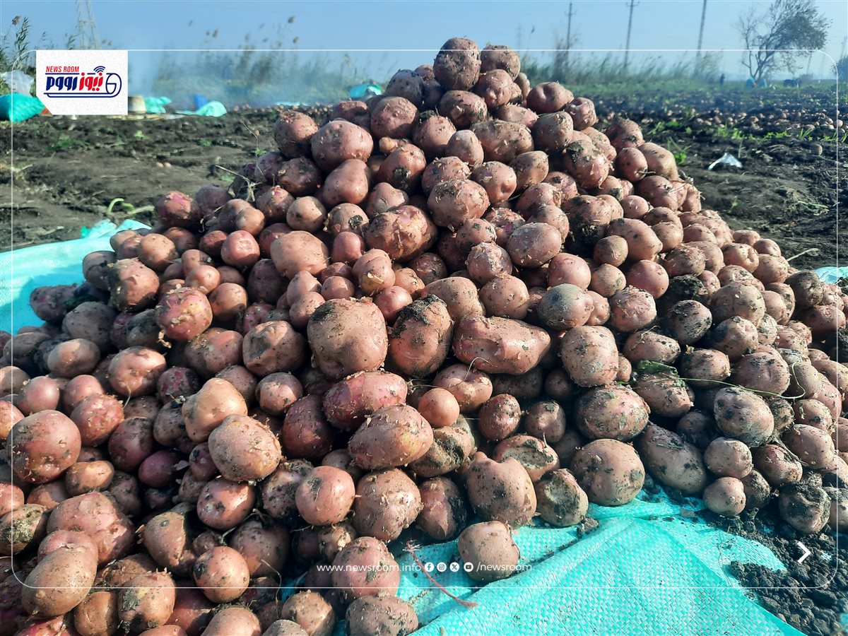 حصاد البطاطس في المنيا&nbsp;