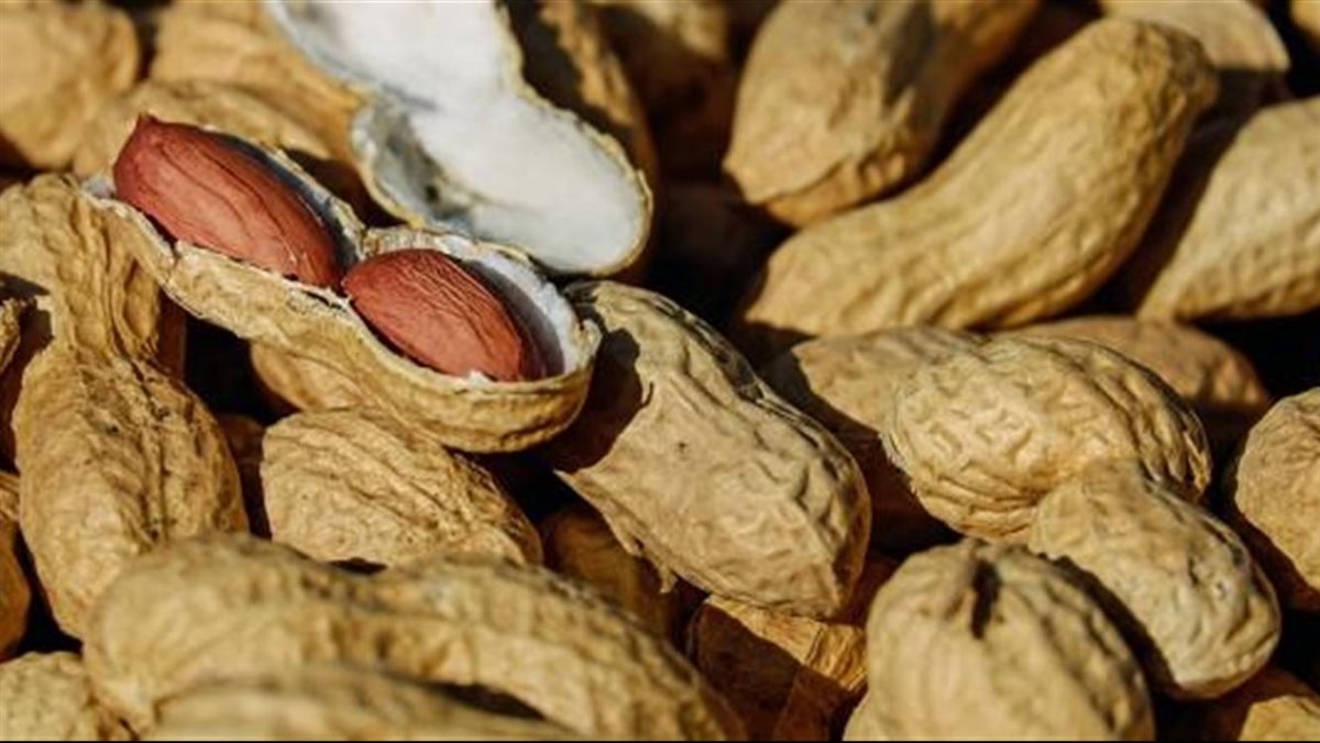 الفول السوداني&nbsp;