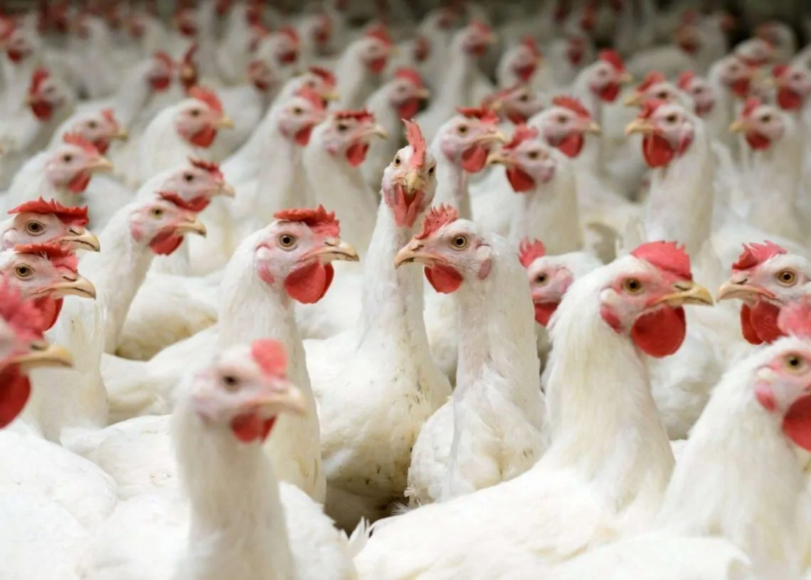 <strong>ارتفاع أسعار الفراخ</strong>