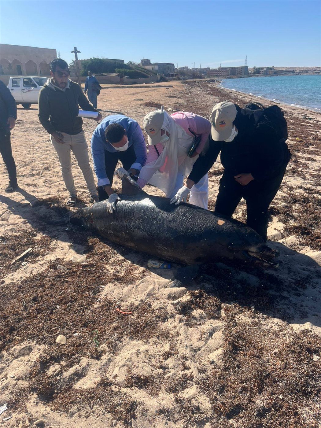 الدرفيل النافق في رأس غارب