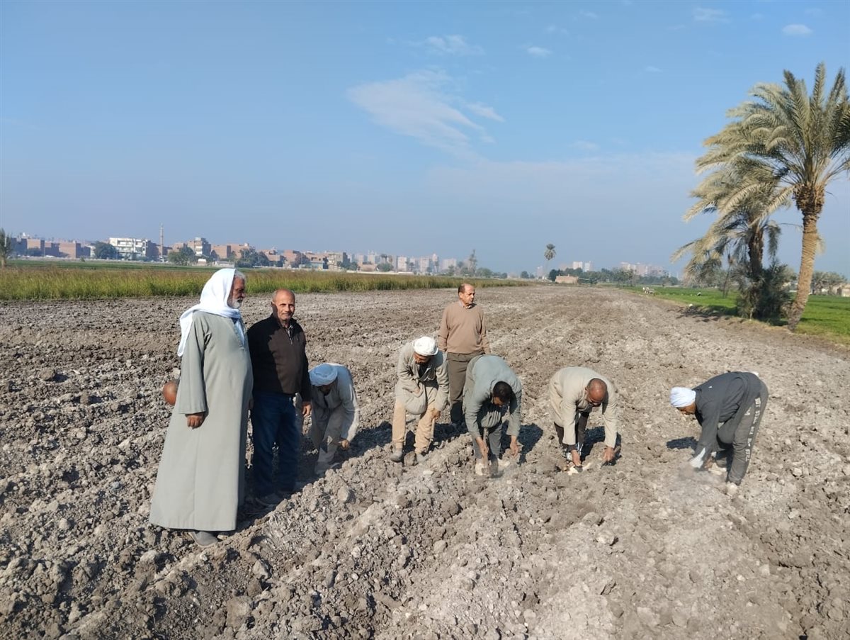 حقل قطن إرشادي بقرية الأعلام مركز الفيوم لتعزيز الإنتاجية ونقل أحدث التوصيات الفنية
