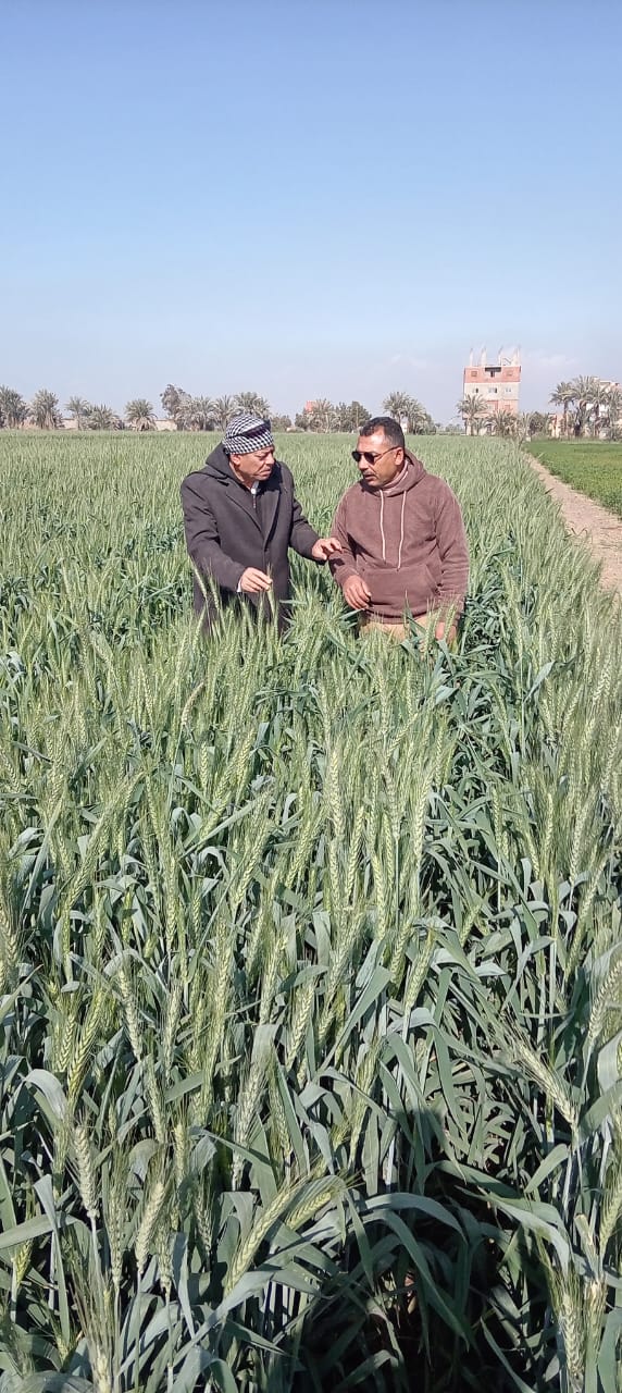 متابعة ميدانية مكثفة لحقول القمح بطامية وتوصيات هامة للمزارعين خلال مرحلة طرد السنابل<br>&nbsp;